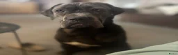 Cane Corso dogs for sale: Female cane corso  - Advert 3