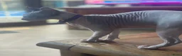 Sphynx cats for sale: Last beautiful sphynx  - Advert 7