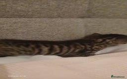 Mixed Breed cats for sale: Tabby kittens - Image 7