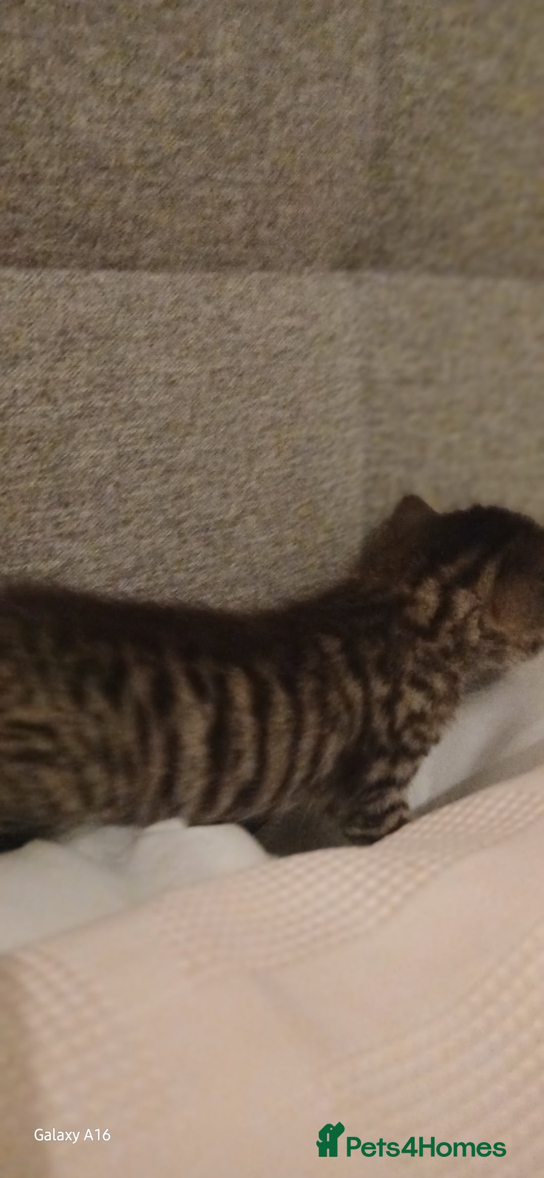 Mixed Breed cats for sale: Tabby kittens - Image 7