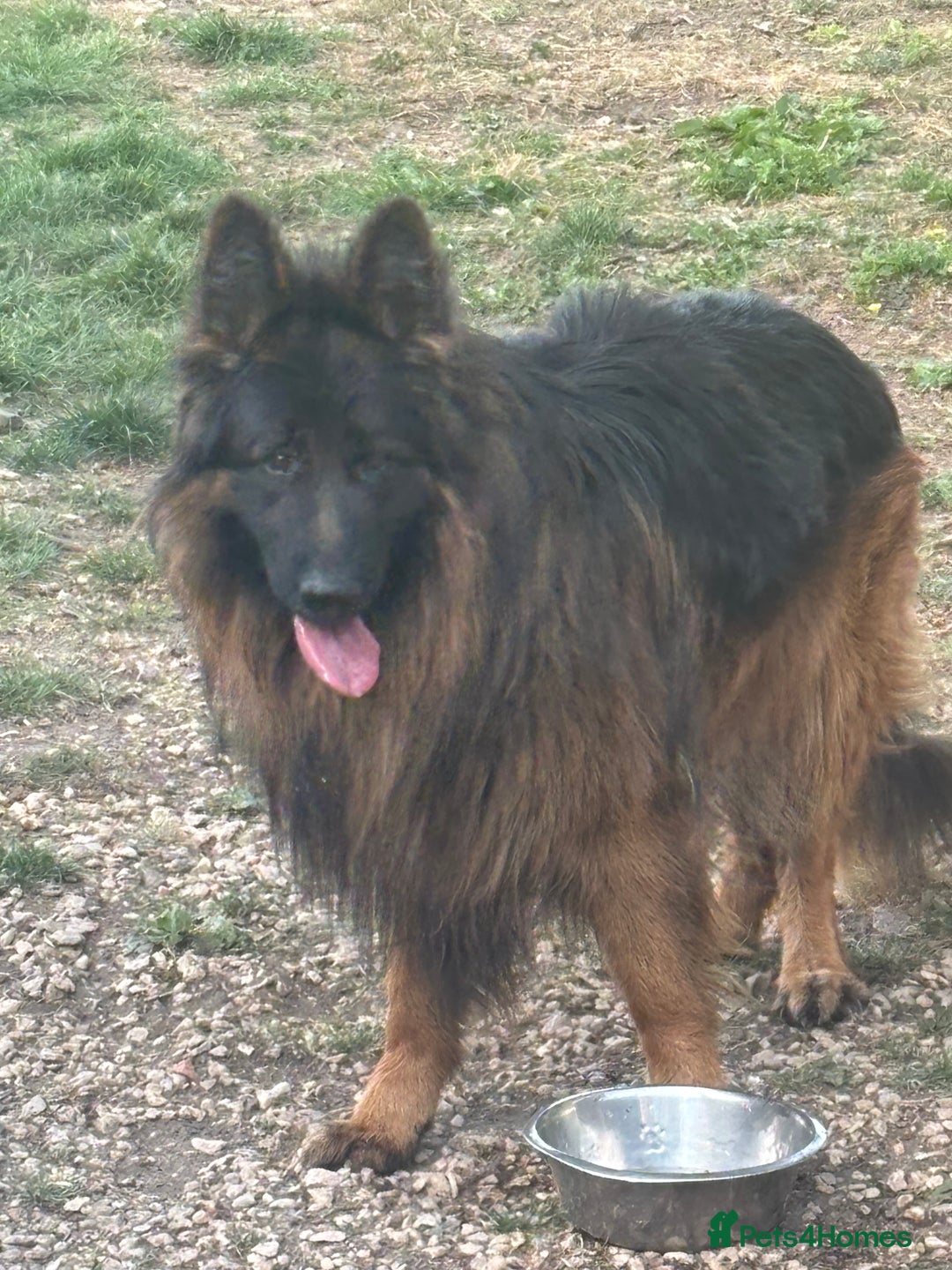 German Shepherd dogs for sale: German shepherd  - Image 6