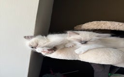 Ragdoll cats for sale: 🎀 2 GIRLS LEFT PUREBRED European Ragdolls 🎀  - Image 17