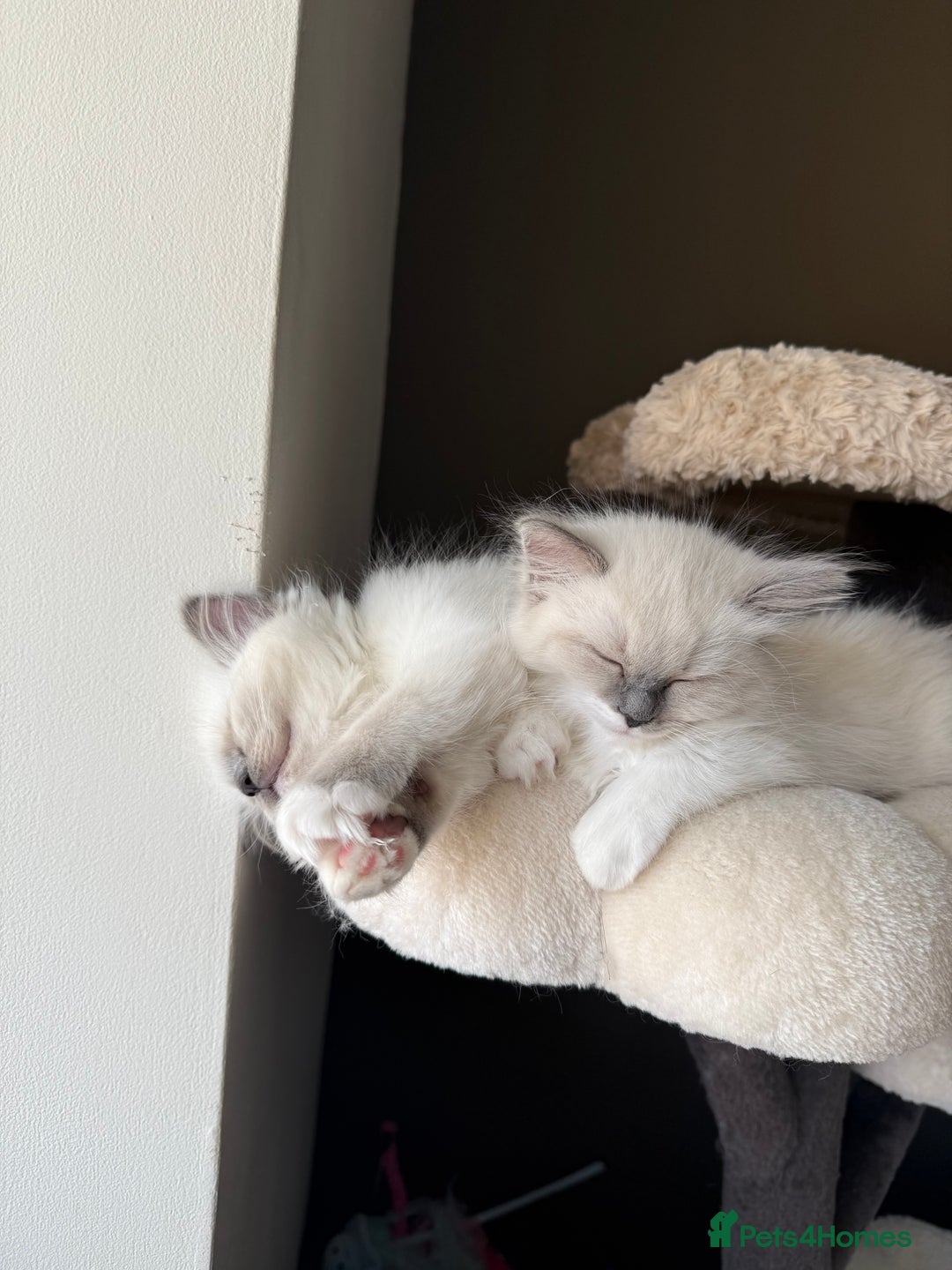 Ragdoll cats for sale: 🎀 2 GIRLS LEFT PUREBRED European Ragdolls 🎀  - Image 17