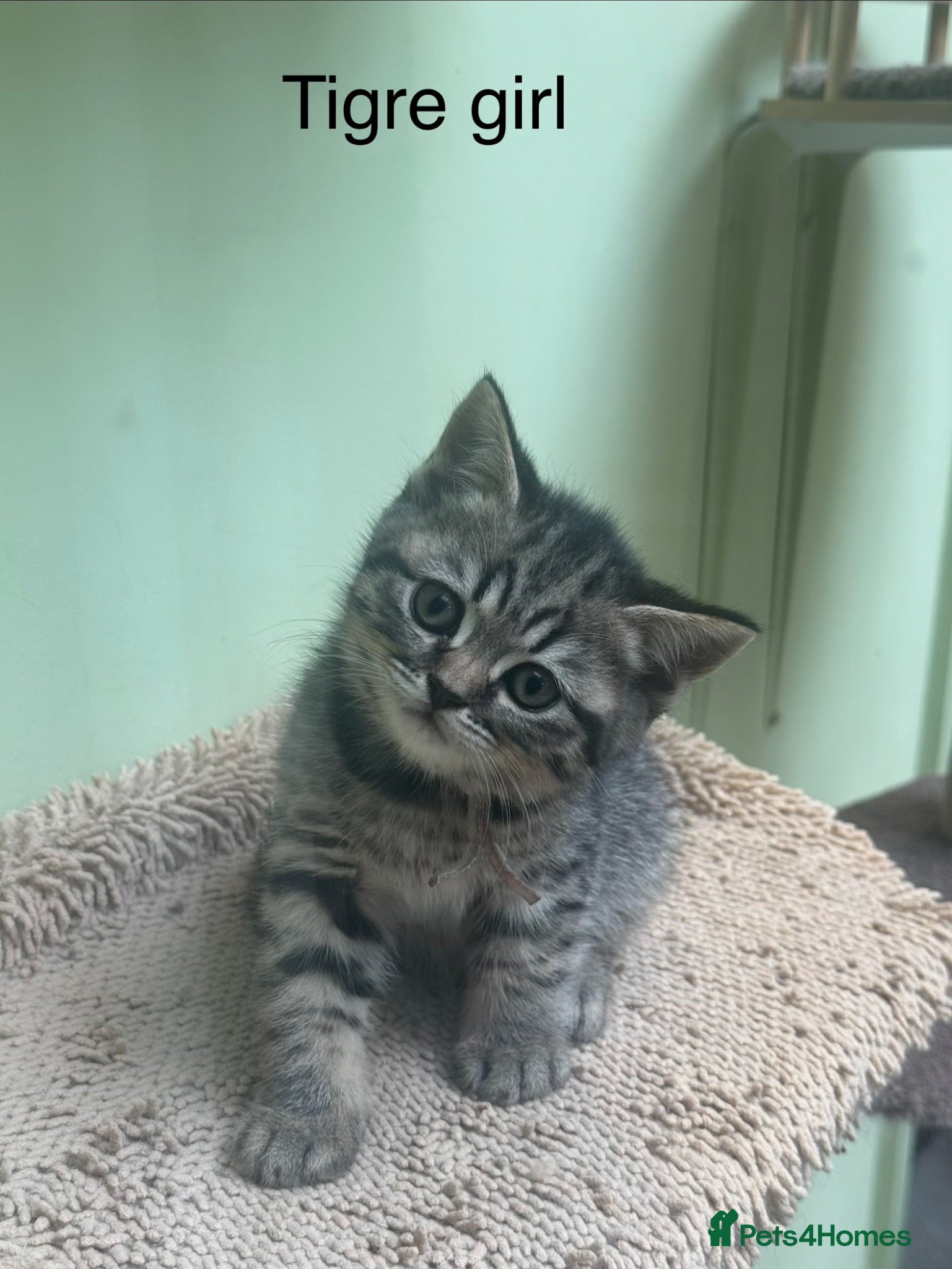 Scottish Fold cats Scottish straight/bsh  kittens registered  - Advert 2