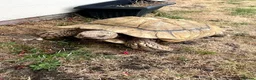 Tortoise reptiles for sale: Sultaca Tortoise  in Southampton - Advert 1