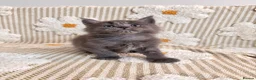 Maine Coon cats for sale: Tica Registered 5 Russian Mainecoon   - Advert 7