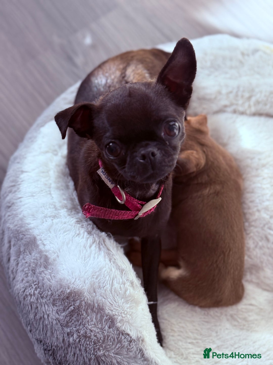 Chihuahua dogs for sale: 🐶 Tiny Chocolate & Tan Chihuahua Puppy 🐾 - Image 11