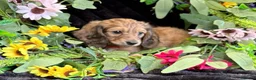 Miniature Dachshund dogs for sale: Stunning kc reg miniture dachshund in Deal - Advert 28