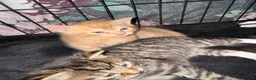 Mixed Breed cats for sale: 3 beautiful little kittens - Advert 7