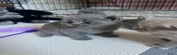 British Shorthair cats for sale: Beautiful litter of British short hair kittens - Advert 11