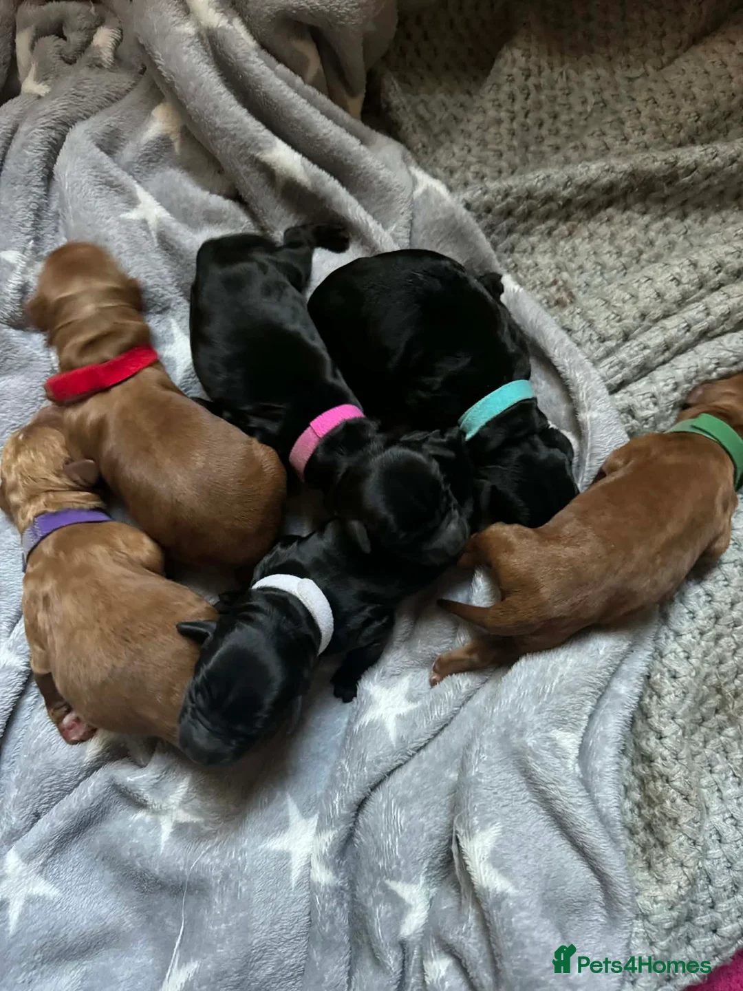 Mixed Breed dogs for sale: Beautiful cockapoo litter  - Advert 15