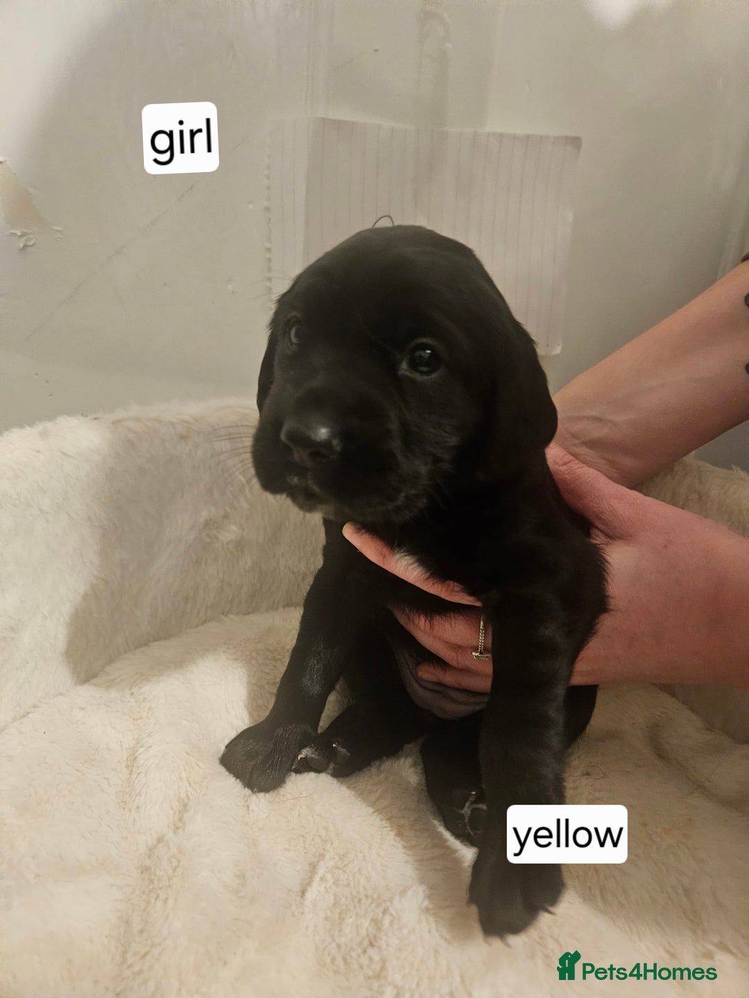 Cockerdor dogs for sale: Beautiful cockador pups - Advert 4