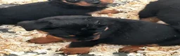 Rottweiler dogs for sale: Stunning puppies ready now  - Advert 5