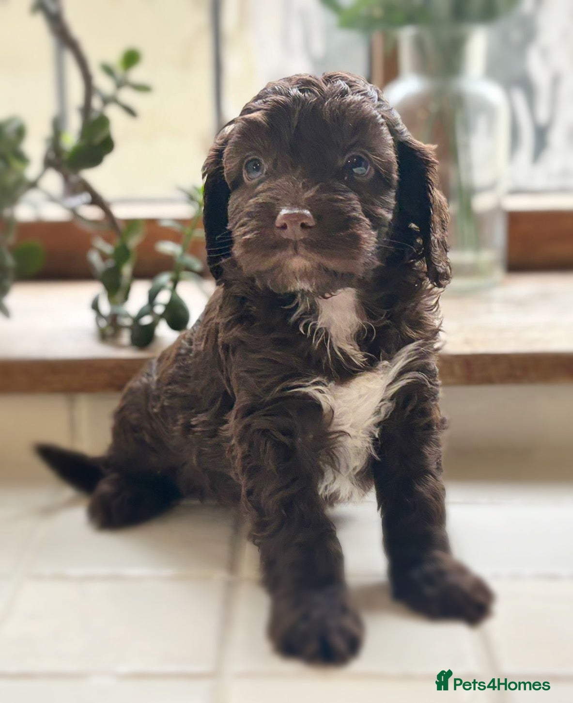 Cockapoo dogs Beautiful Cocker Poo Puppies  - Advert 2