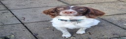 English Springer Spaniel dogs for stud: English Springer Spaniel.Proven.GGS of Helmsway  in Poole - Advert 4