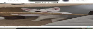 Turkish Angora 4