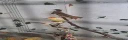 Finches birds for sale: X 2 chesnut brested mannikin  - Advert 3