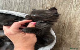 Ragdoll cats for sale: Mixed Ragdolls  - Image 19