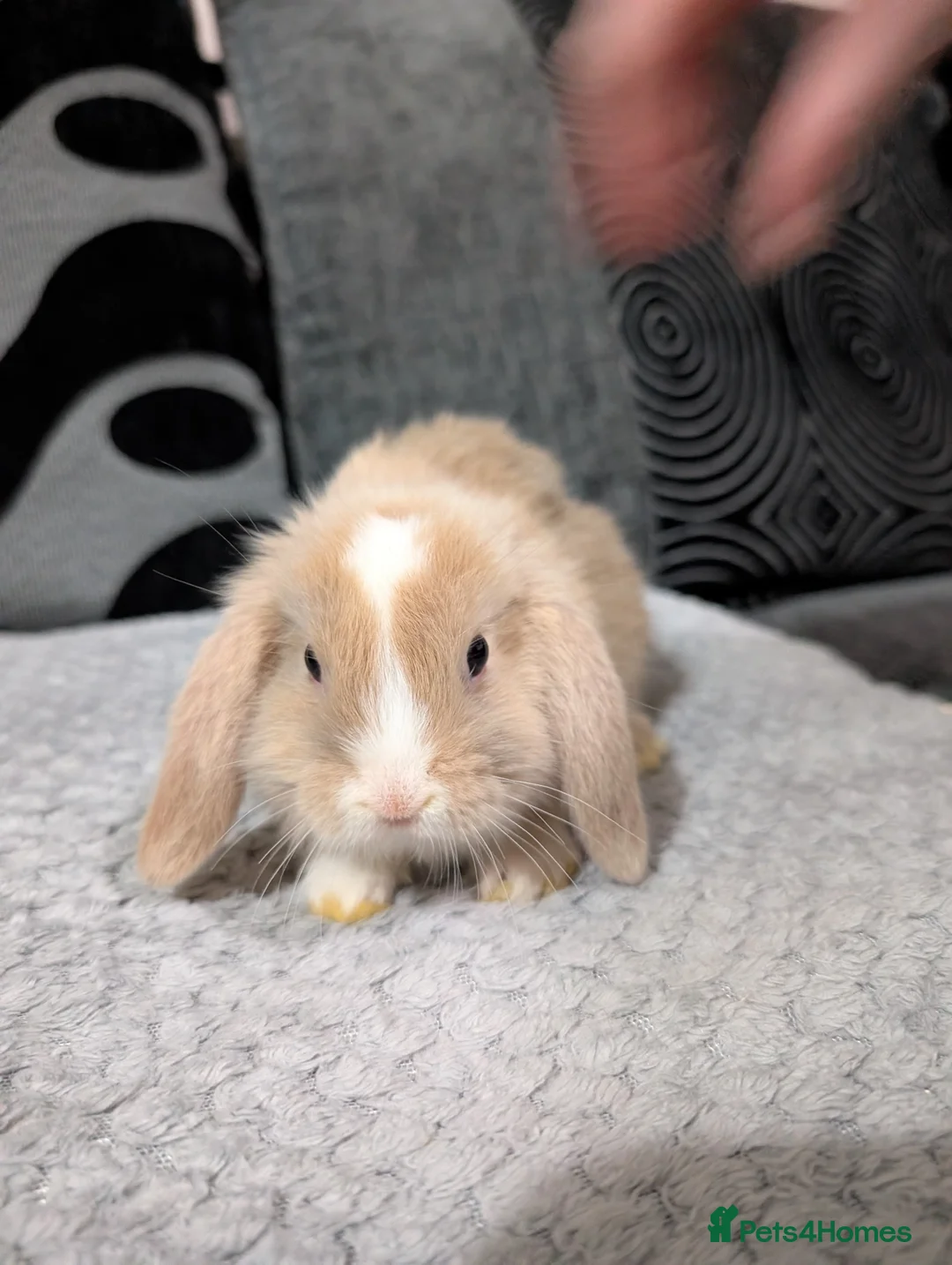 Mini Lop rabbits for sale: 6 beautiful mini lops available 16/3 in Ashford - Advert 3