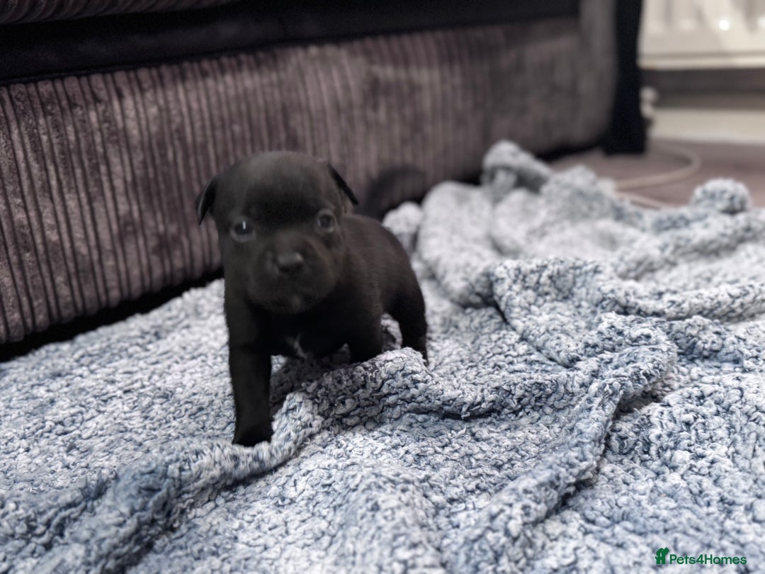Staffordshire Bull Terrier dogs for sale: Staffys Puppies   25+ Champions ( Show Quality ) - Advert 22