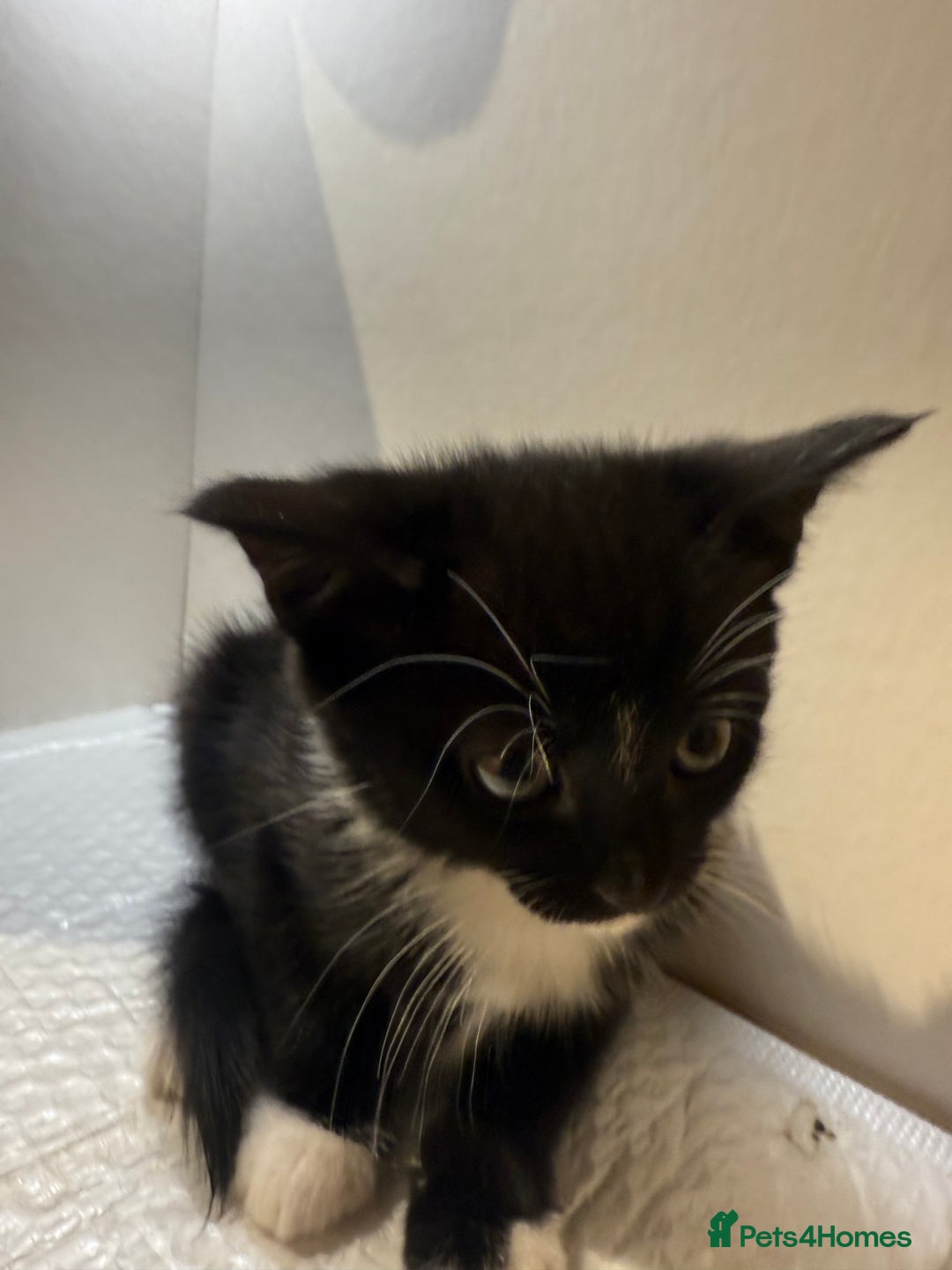 Korat cats for sale: Cute playful kittens ready for their new home 🖤🤍 - Advert 37