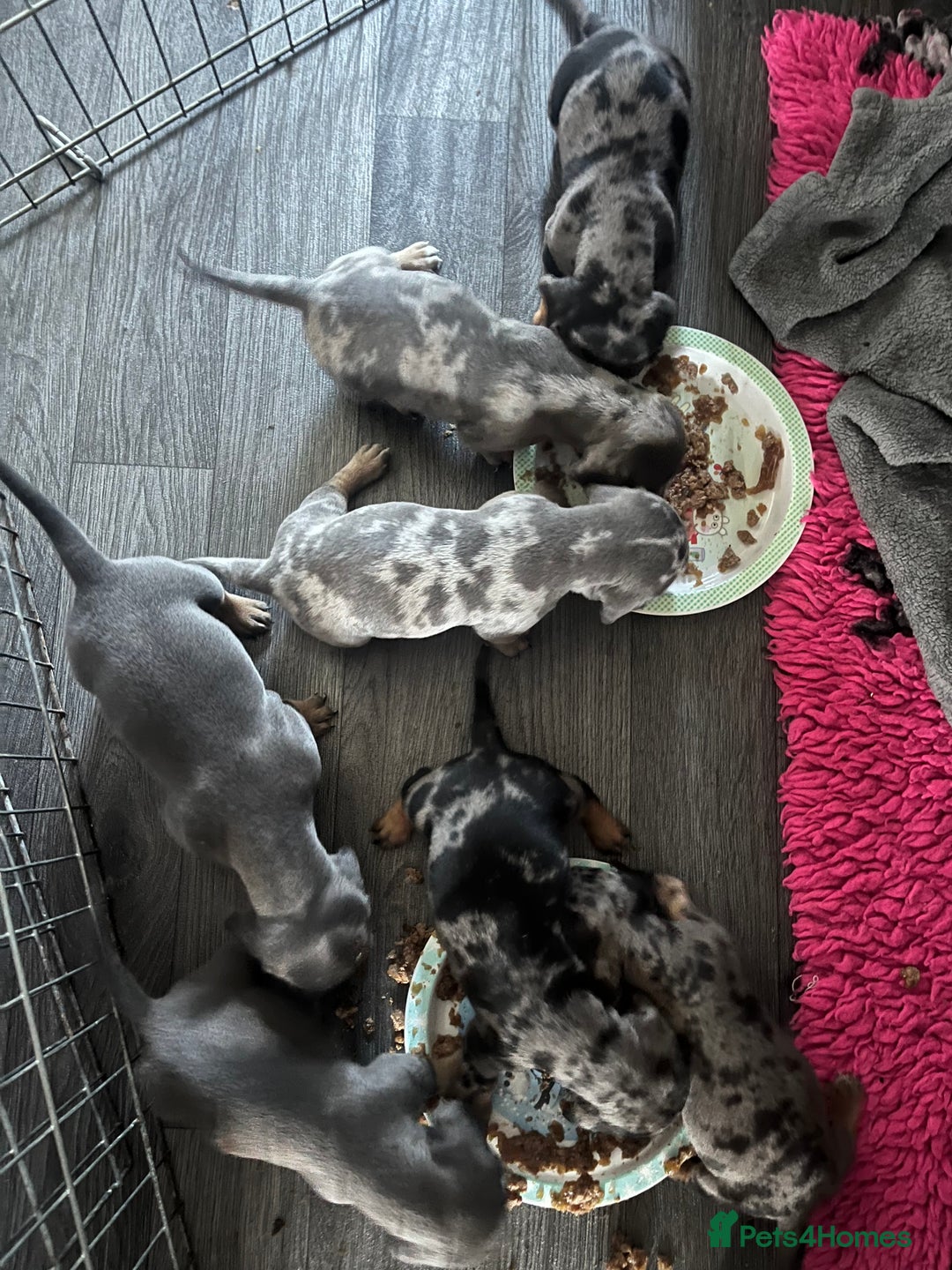 Dachshund dogs for sale: Beautiful litter of dachshund babies  - Image 9