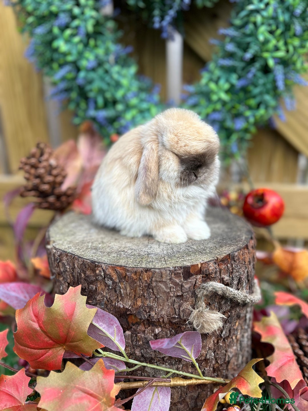 Mini Lop rabbits for sale: ⭐ PEDIGREE MINI LOP BABY BUNNIES ⭐  - Advert 4