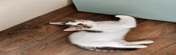 Mixed Breed cats for sale: Two Sweet Kittens Looking for a Loving Home - Advert 3