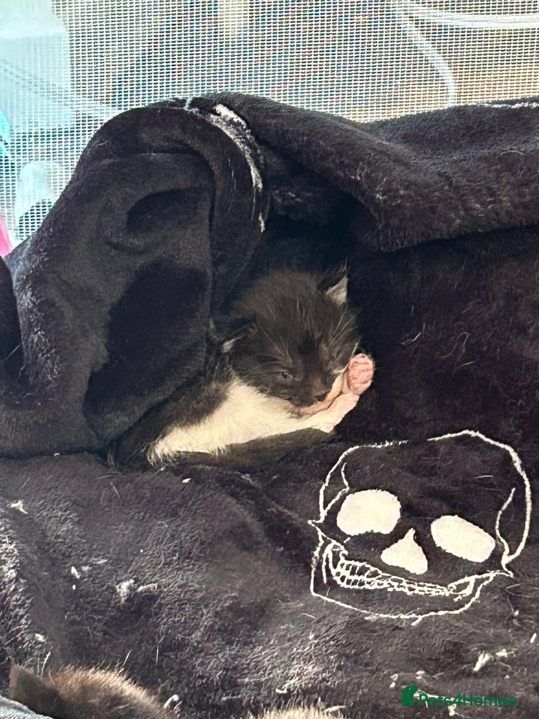 Mixed Breed cats for sale: Duchess mason - Advert 12