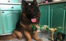 German Shepherd dogs for sale: ⭐️Beautiful German Shepherds puppies ⭐️ - Image 10