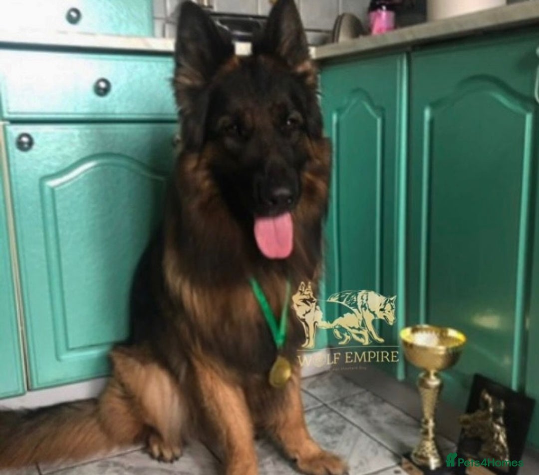 German Shepherd dogs for sale: ⭐️Beautiful German Shepherds puppies ⭐️ - Image 10