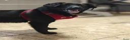 Mixed Breed dogs for adoption: ❤️🐶 YUKI & FIFI – TWO HEARTS, ONE LITTLE TEAM in Burton-on-Trent - Advert 9