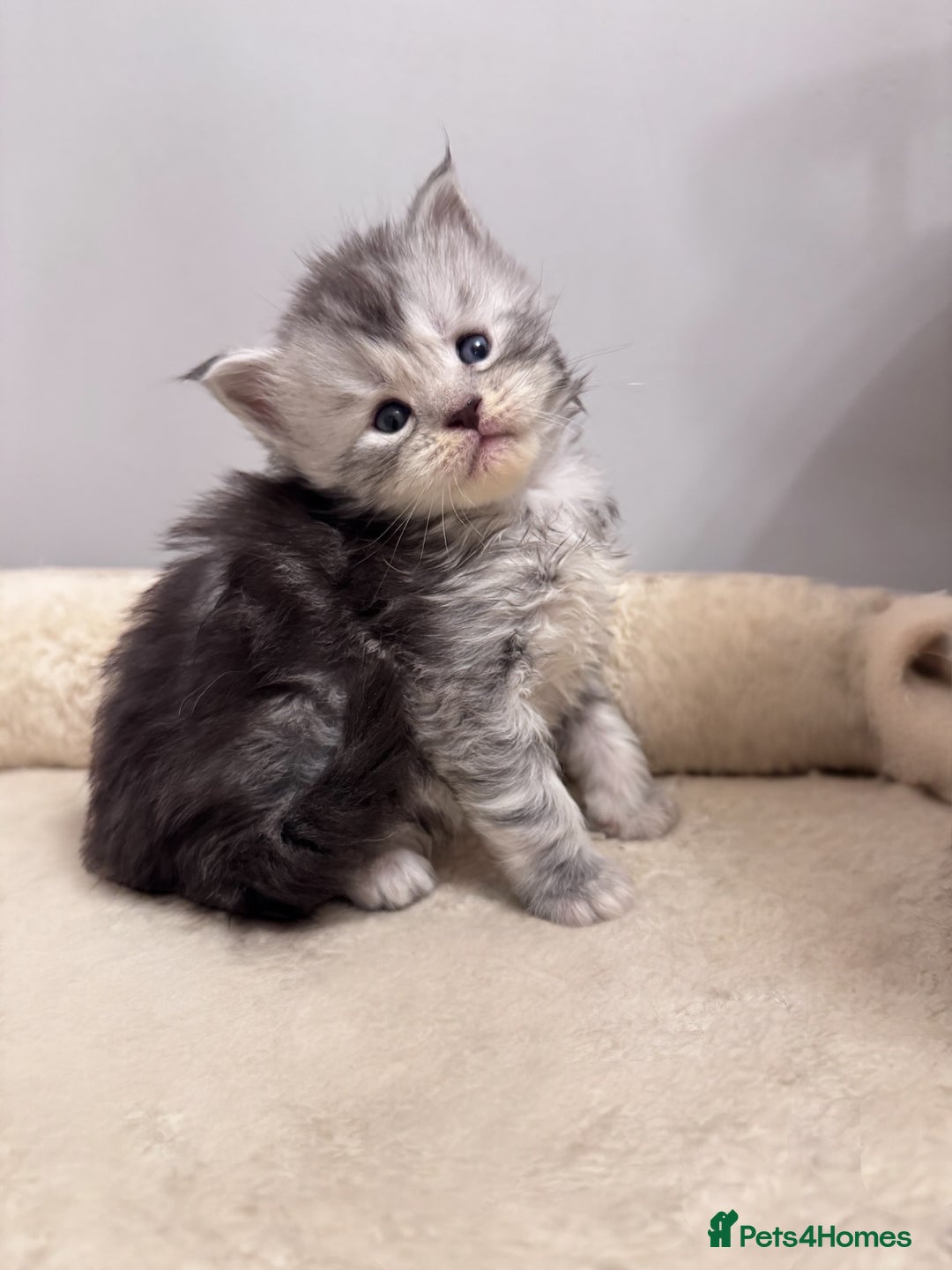 Maine Coon cats for sale: 🌟🌟Beautiful  Maine Coon kittens 🌟🌟🌟 - Advert 7