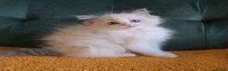 Ragdoll cats for sale: Show-class kittens ready for new homes! - Advert 6