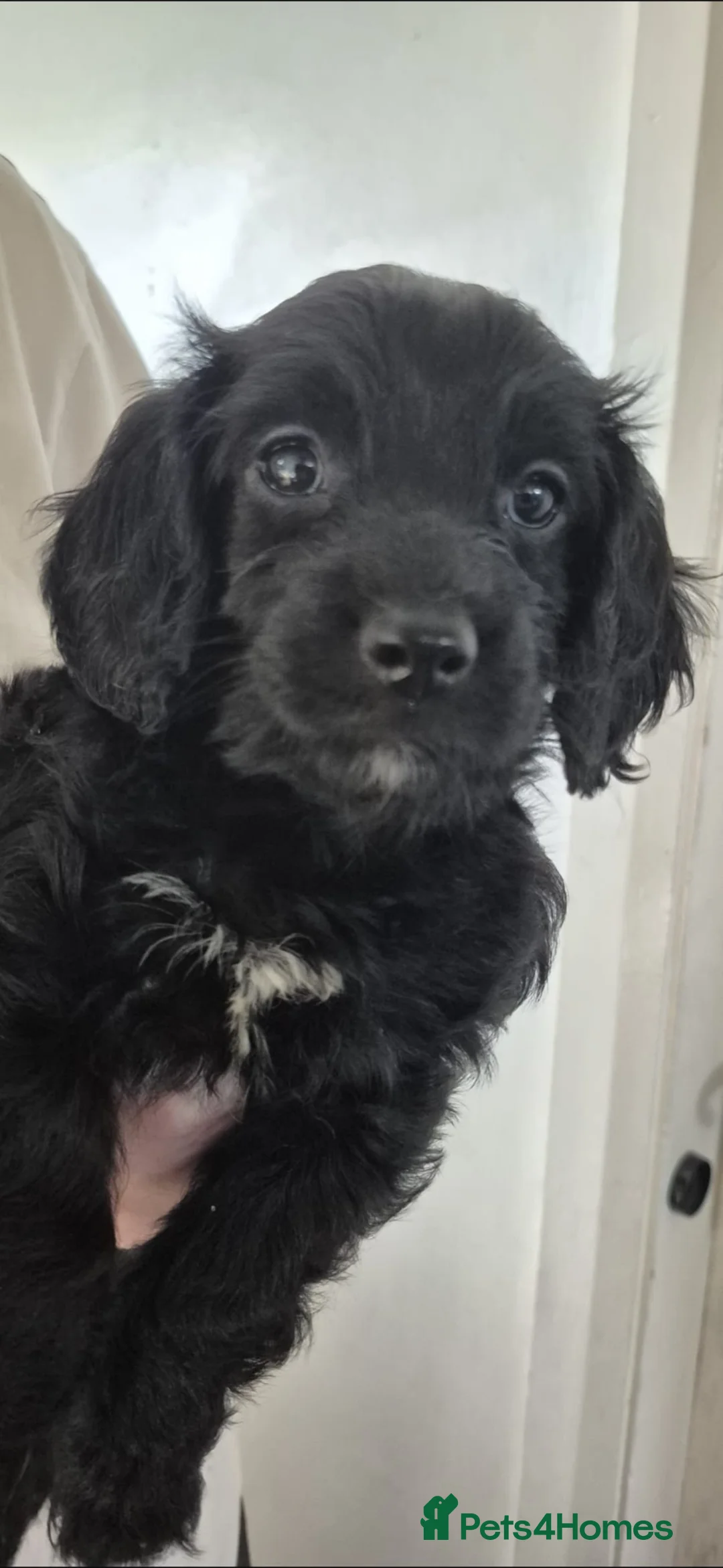 Sproodle dogs for sale: Sproodles  in Durham - Advert 2