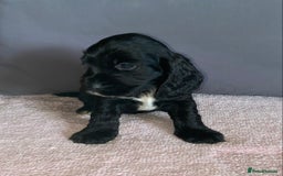 Cocker Spaniel dogs for sale: Outstanding KC Show Cockers 🐾 - Image 8