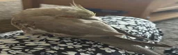 Cockatiels birds for sale: Pair of beautiful hand reared cockatiels - Advert 4