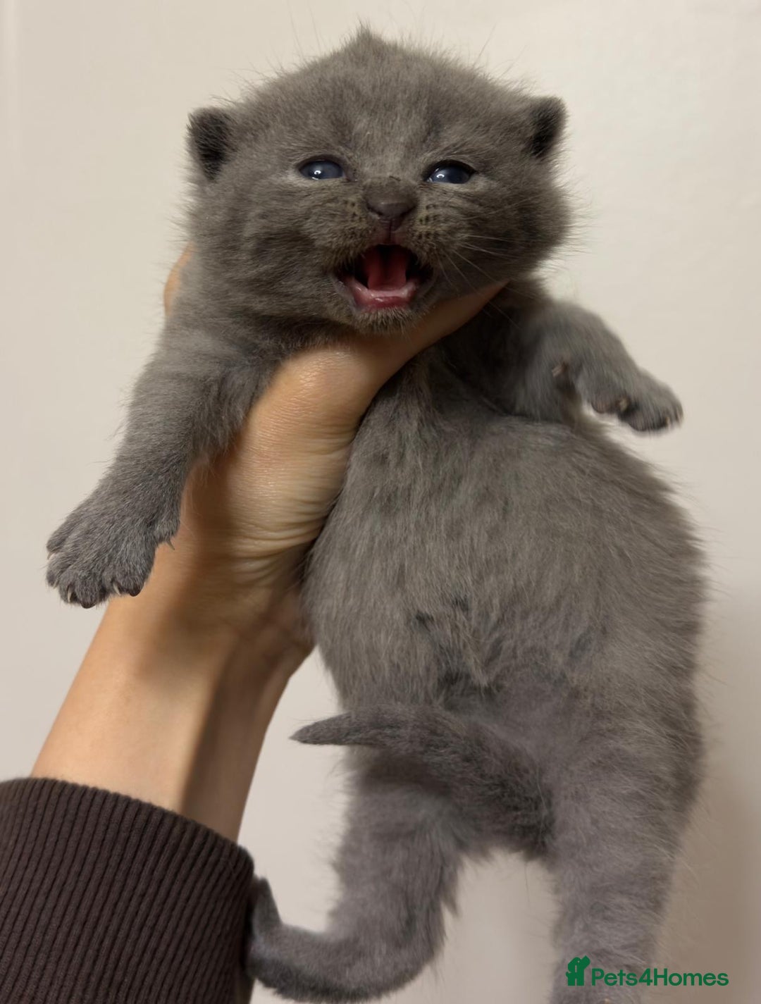 British Shorthair cats for sale: Show quality British Short Hair kittens - Advert 5