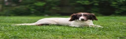 Mixed Breed dogs for sale: *Therapy bred* Clumber cocker springer cross  - Advert 21