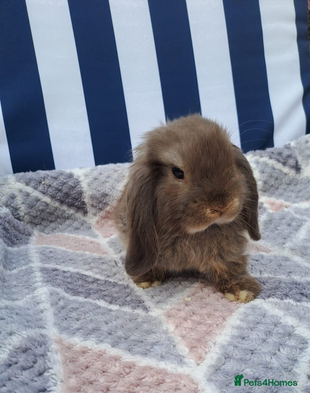 Mini Lop rabbits for sale: Mini lops boys ready to leave  - Image 14