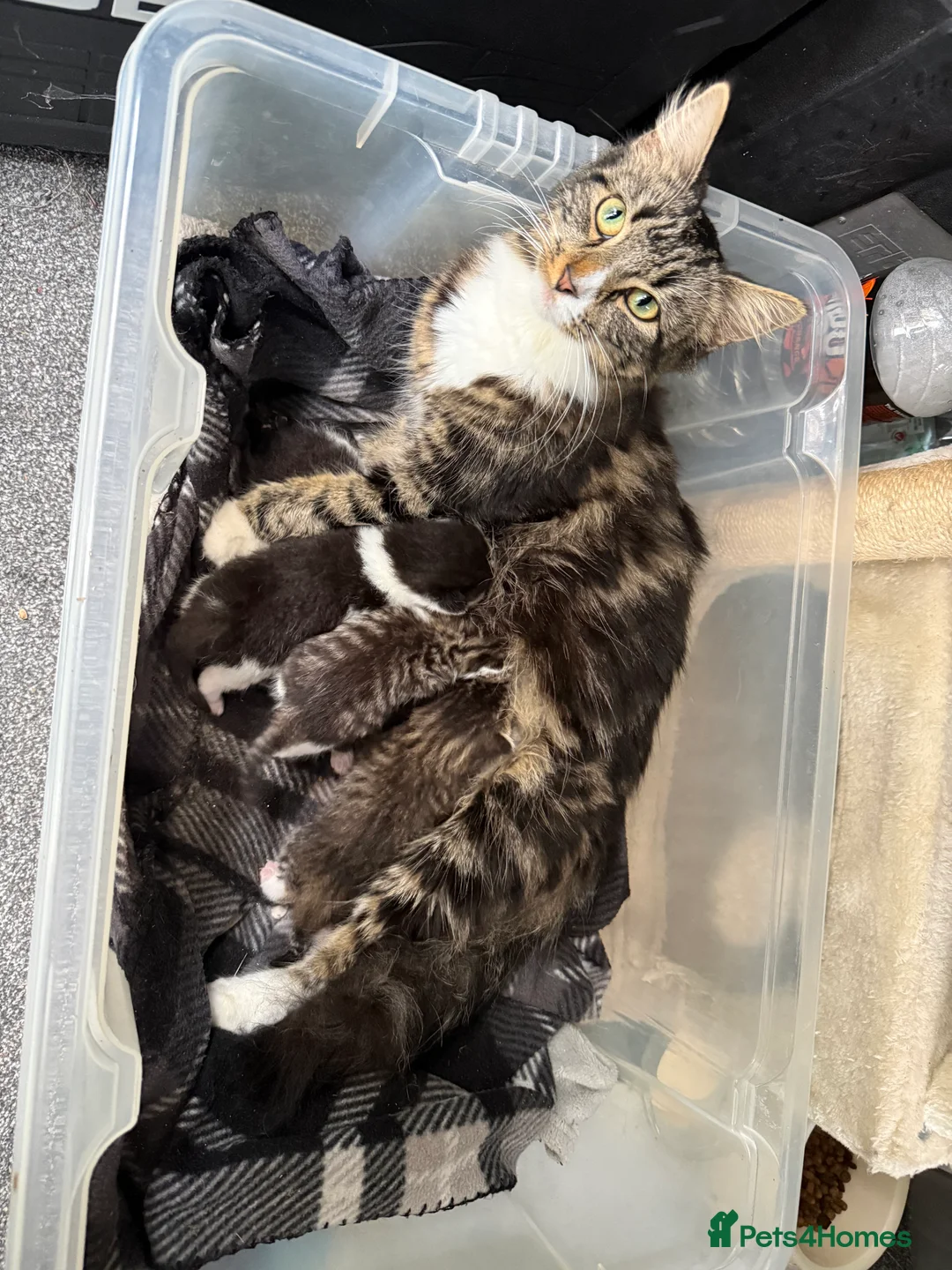 Mixed Breed cats for sale: 3 beautiful boys ready for a new home! in Pontypool - Advert 2