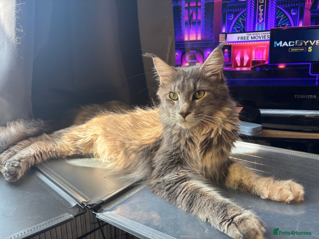 Maine Coon cats for sale: Stunning TICA maine coon kittens ready now!  - Image 7