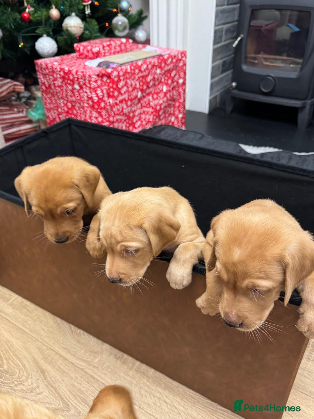 Labrador Retriever dogs for sale: 3x chunky Labradors for sale  - Advert 1