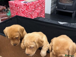 Labrador Retriever dogs 3x chunky Labradors for sale - Advert 1