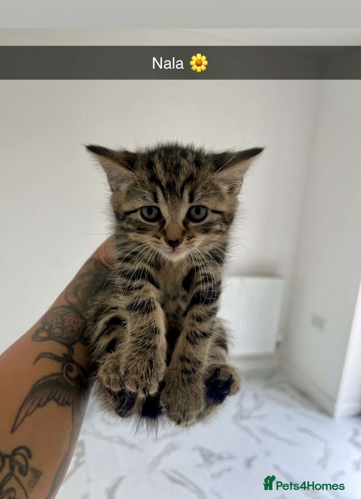 Mixed Breed cats Beautiful Tabbie Kittens 😻 - Advert 10
