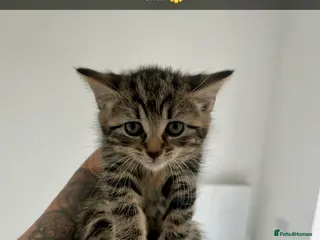 Mixed Breed cats Beautiful Tabbie Kittens 😻 - Advert 2