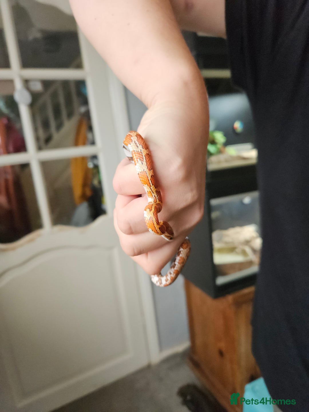 Corn Snake reptiles for sale: Corn snake Bolton - Image 3