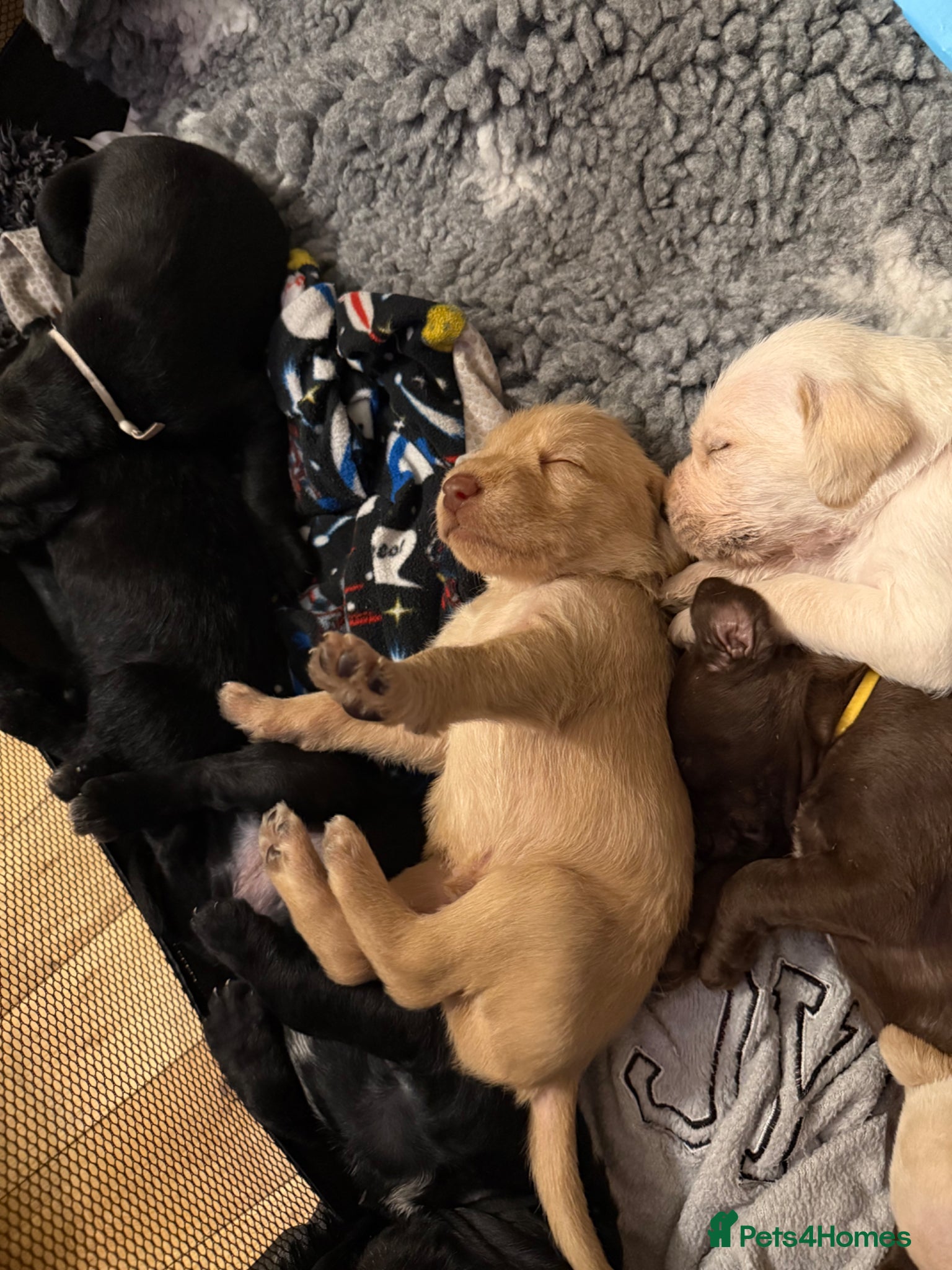 Mixed Breed dogs Pointervizsladoos -Stunning litter  - Advert 2