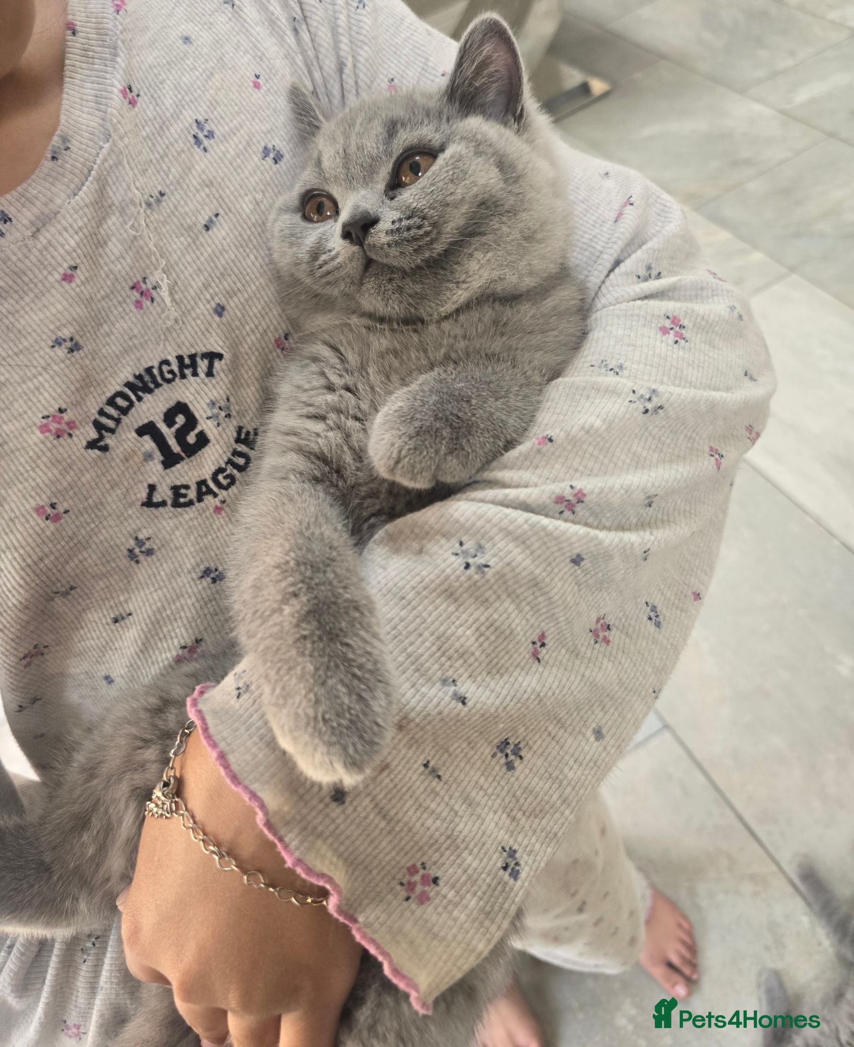 British Shorthair cats Gorgeous Adorable British Short Hair kittens - Advert 2