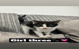 Mixed Breed cats for sale: 4 kittens - Image 4